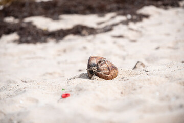 An empty coconut fruit on the beach shores