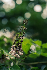 Prunus white  flowers in the spring with rain drops