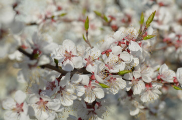 Spring flowers, blooming plum. Macro. 