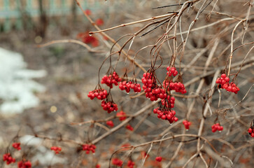 red rowan on a gray background. Winter berries on a branch. Favorite delicacy of birds.