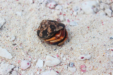 Hermit crab on the pinky beach in Playa del Carmen, Riviera Maya, Quintana Roo, Mexico. Soft selective focus