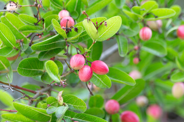 Mango, yawn, lime, and green leaves