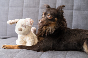 funny brown russian toy terrier lying with soft toy dog