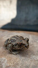 frog on the stone