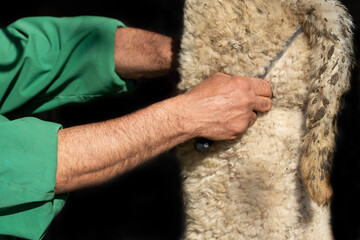 Close up and detail shot of a lamb traditionally slaughtered and hanging down. A hand with a knife is in front of it.