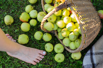 Ripe green apples in a wicker basket on a checkered bedspread top view