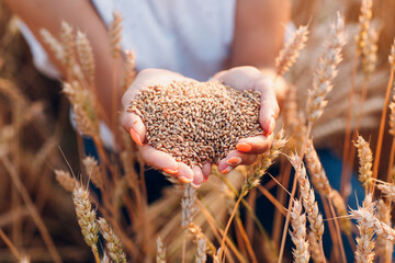 Woman hands full of ripe wheat seeds in cereal field ready for the harvest