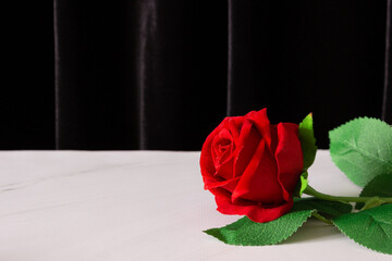 Red rose on a white table and black background, free space for text.