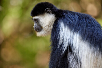 Portrait of Mantled guereza, black-and-white colobus monkey, Colobus guereza, beautiful african primate isolated on green background, looking at camera. Wild animal scene, Bale mountains, Ethiopia.