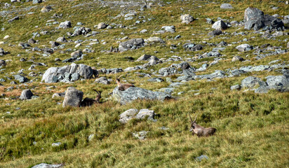 Steinbock, Nationalpark, Hohe Tauern, Großglockner, Kaiser-Franz-Josefs-Höhe, Geweih,...