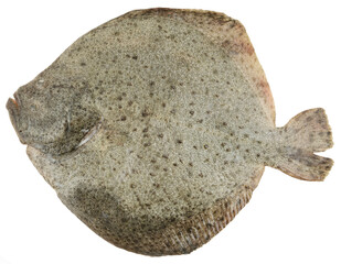 Fresh plaice fish isolated on white.
