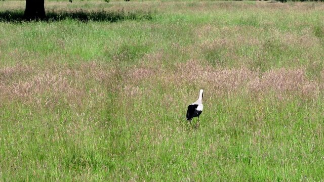 Ein Wei&szlig;storch auf Nahrungssuche