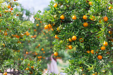 Male farmer harvest picking fruits in orange orchard.orange tree