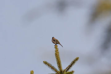 Goldfinch bird on the treetop. Blue sky background.
