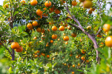 Male farmer harvest picking fruits in orange orchard.orange tree