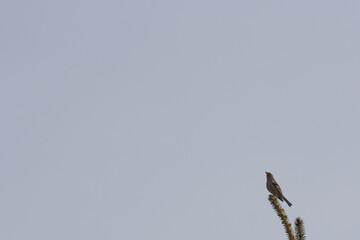 Goldfinch bird on the treetop. Blue sky background.
