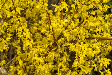 Obraz premium Frühling