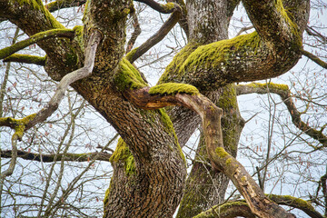 &Auml;ste einer knorrigen Eiche mit Moos