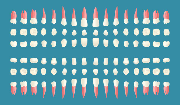 Vector Illustration of Human Teeth. Three Views of Human Dental Anatomy.
