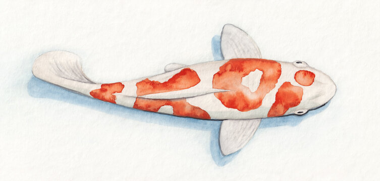 Koi fish with red pattern show the word Koi