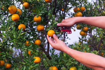 Male farmer harvest picking fruits in orange orchard.orange tree