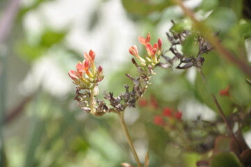 red flowers starting to bloom.