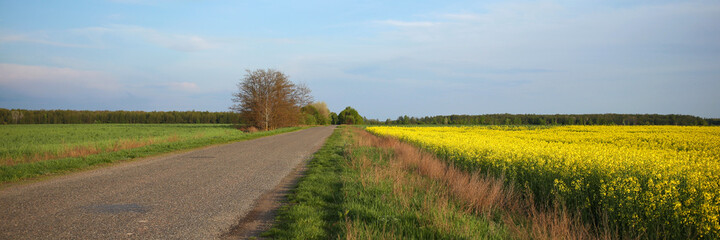 Fototapeta na wymiar Country road, on the right side, a yellow field of flowering rapeseed.