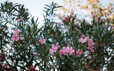 Blooming cute pink oleander flowers or nerium in garden. Selective focus. Blossom in summer time.