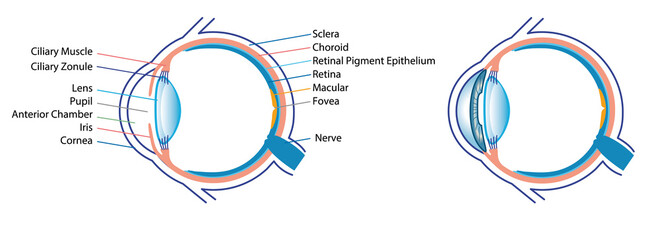 Human eye anatomy simple illustration white background