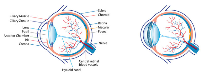 Human eye anatomy illustration with blood vessels white background  - obrazy, fototapety, plakaty