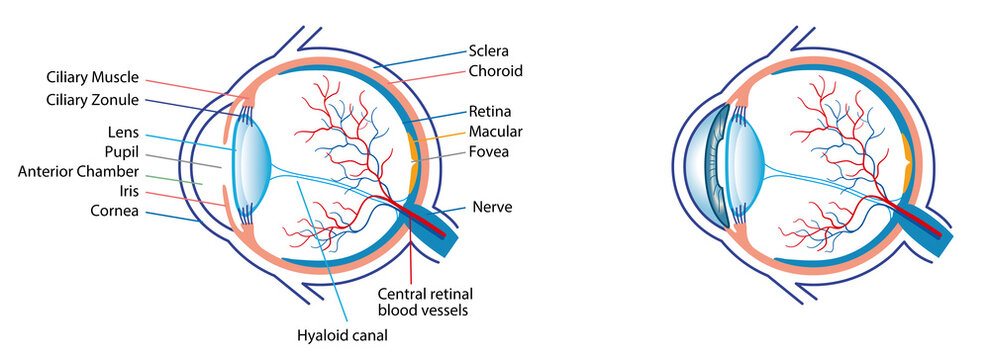 Human eye anatomy illustration with blood vessels white background 