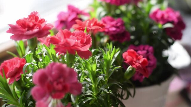 Blooming red and pink indoor carnation in a pot on the windowsill.Home gardening.