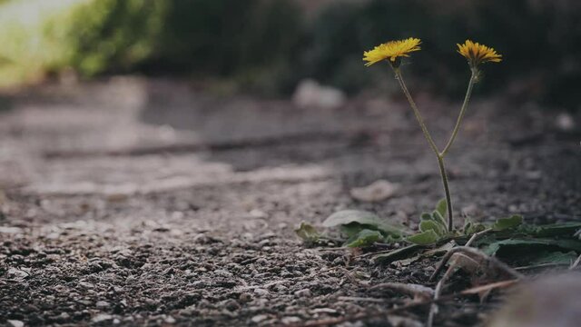 a flower is bloomed on asphalt. Alone beautiful plant survive on critical condition. concept of hardness of life, ecology, urbanization, cementation