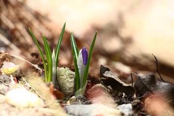 Two violet crocuses at the beginning of blossoming. Between them incidentally there was a small stone. In total against the background of in beige tones.