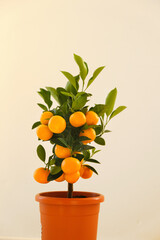 Tangerine tree.Mandarin Tree in a pot .Citrus fruit dwarf trees. Citrus fruit.Indoor fruit plants....
