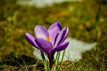 Purple crocus flowers