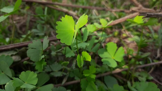 Salviniales, the water ferns. The order&nbsp;Salviniales&nbsp;(formerly known as the&nbsp;Hydropteridales&nbsp;and including the former&nbsp;Marsileales) is an order of&nbsp;ferns&nbsp;in the class&nbsp;Polypodiopsida. 