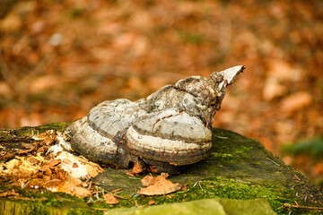 Obraz premium Polypore in the forest