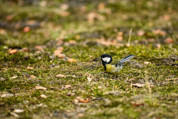 Great tit on a moss