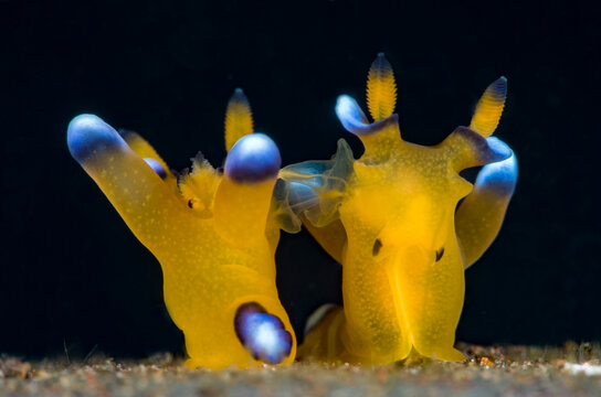 Slugg Billeder – Gennemse 3,413 stockfotos, vektorer og videoer | Adobe ...