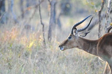 Selective focus shot of a male impala (Aepyceros melampus) side profile