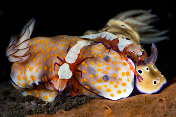 One of the types of underwater symbiosis - sea slugs Hypselodoris tryoni and Hypselodoris pulchella and Zenopontonia rex (shrimps). Underwater macro world of Tulamben, Bali, Indonesia.