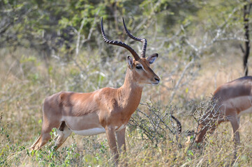 Horizontal shot of a male impala (Aepyceros melampus), Africa