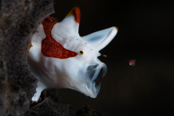 A super tiny Warty Frogfish (Clown frogfish) - Antennarius maculatus, juvenile, 7mm. yawning....