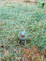 Qarrelling green parrot on green glade on Barcelona