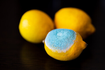 Three whole yellow bright lemons on a dark wooden table. One lemon with light turquoise textured mold.