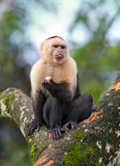 Capuchin monkey sitting in a tree eating a banana in the tropical jungles of Costa Rica