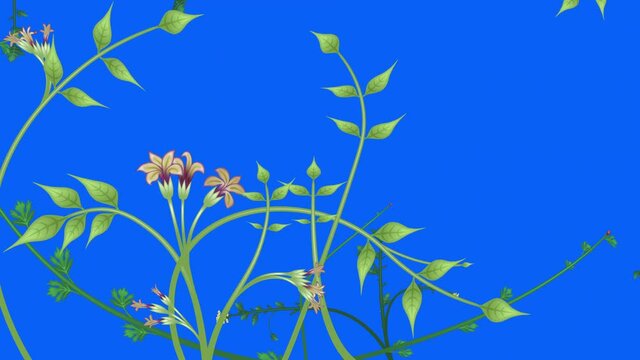 Growing plants, loop-able from 20:00 to end. Flowers and vines animation on blue screen chroma key background. Overgrown, entwined foliage illustration.
