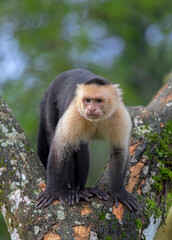 Capuchin monkey sitting on a branch in the tropical jungles of Costa Rica