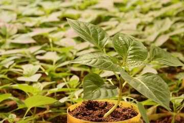 Pepper seedlings for greenhouse oraganic production, closeup of one pepper plant